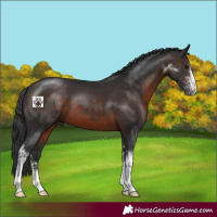Horse Color:Brown Sabino