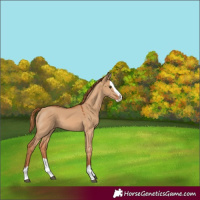 Horse Color:Red Dun Splash 