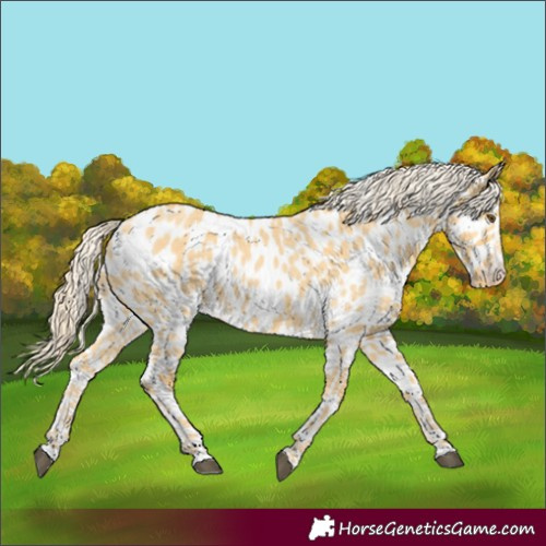 Horse Color:Palomino Dun Appaloosa 