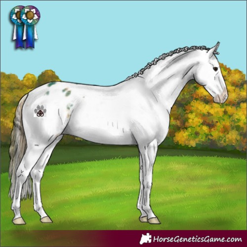 Horse Color:Plaid  Buckskin Dun Sabino Splash Appaloosa 