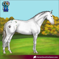 Horse Color:Plaid  Buckskin Dun Sabino Splash Appaloosa 