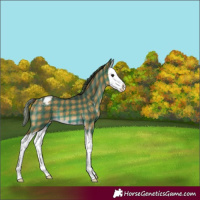 Horse Color:Plaid Buckskin Dun Sabino Splash Appaloosa