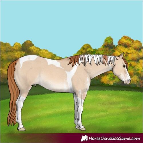 Horse Color:Red Dun Sabino Tobiano 