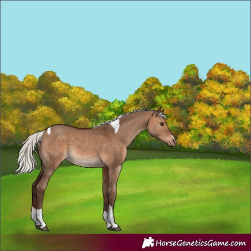 Horse Color:Silver Brown Dun Tobiano 