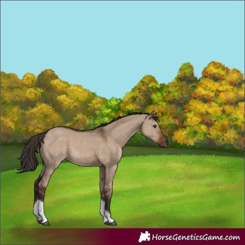 Horse Color:Liver Red Dun Tobiano 