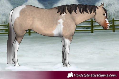 Horse Color:Bay Dun Tobiano 
