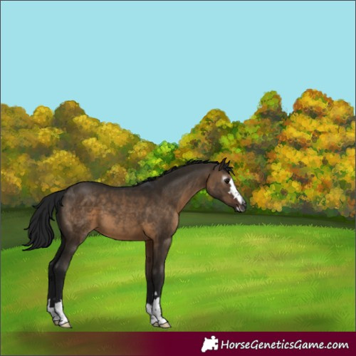Horse Color:Gray Brown Dun 