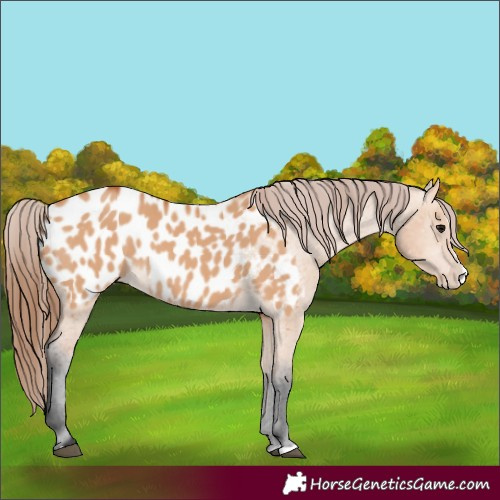 Horse Color:Bay Dun Splash Appaloosa