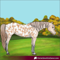 Horse Color:Bay Dun Splash Near Leopard 