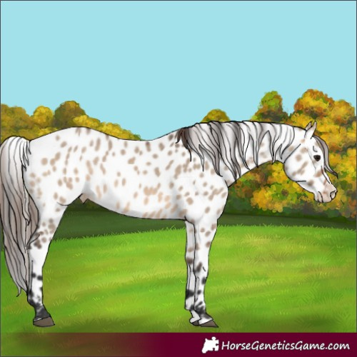 Horse Color:Brown Dun Splash Leopard 