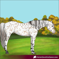 Horse Color:Brown Dun Splash Leopard