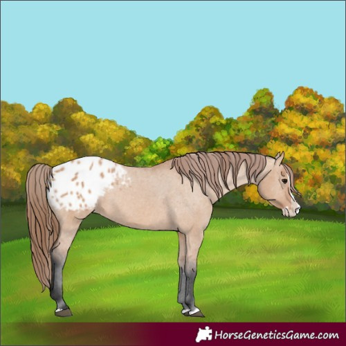 Horse Color:Bay Dun Splash Appaloosa 