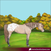 Horse Color:Bay Dun Splash Appaloosa 