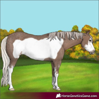 Horse Color:Silver Black Sabino Frame Rabicano 