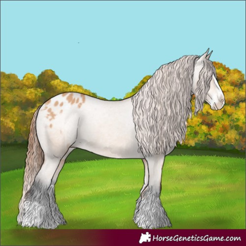 Horse Color:Bay Dun Splash Appaloosa 