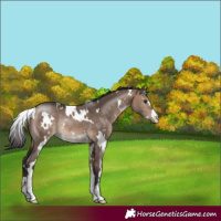 Horse Color:White Spotted Brown Dun Sabino Rabicano 