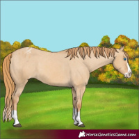 Horse Color:Red Dun Splash Varnish 
