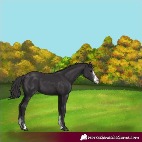 Horse Color:Smoky Black Sabino 
