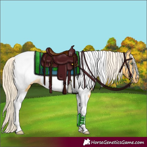 Horse Color:Palomino Tobiano Appaloosa