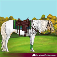 Horse Color:Palomino Tobiano Appaloosa