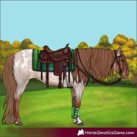 Horse Color:Red Roan Appaloosa 