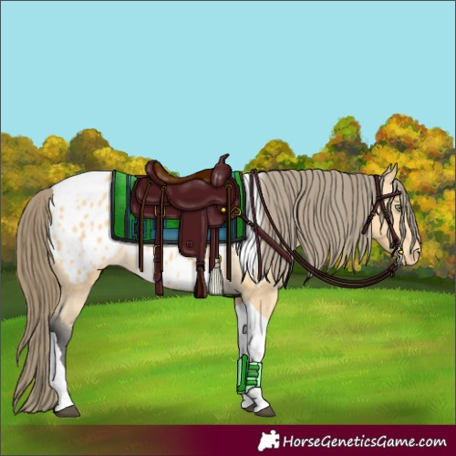 Horse Color:Buckskin Tobiano Near Leopard