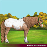 Horse Color:Chestnut Appaloosa