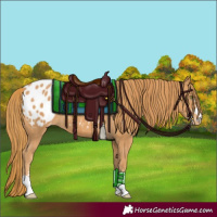 Horse Color:Chestnut Appaloosa