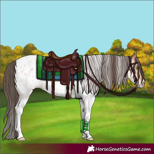 Horse Color:White Spotted Bay Roan Near Leopard 
