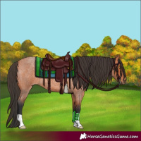 Horse Color:Bay Roan 