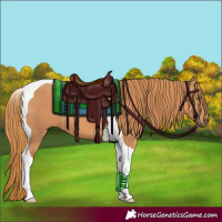 Horse Color:Chestnut Tobiano