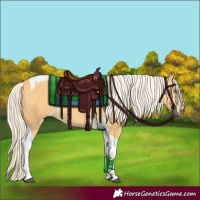 Horse Color:Palomino Tobiano 