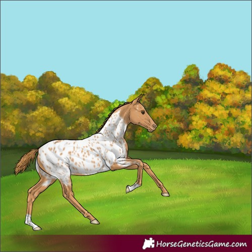 Horse Color:Chestnut Blanket 