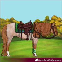 Horse Color:Red Roan 
