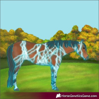 Horse Color:Thunderstruck Bay 