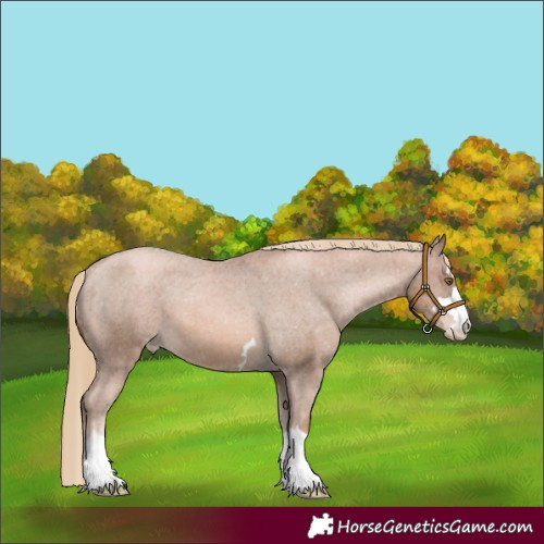 Horse Color:Liver Chestnut Pearl Appaloosa 