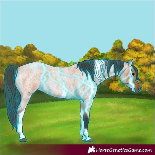 Horse Color:Thunderstruck Bay Roan Tobiano Rabicano