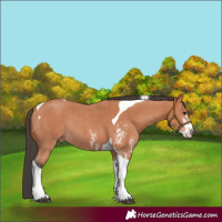 Horse Color:Bay Sabino Tobiano Rabicano 