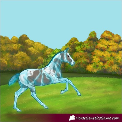 Horse Color:Thunderstruck Grullo Splash Tobiano