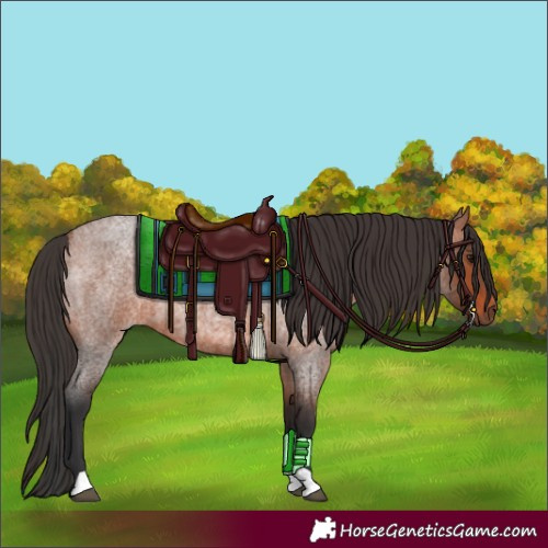 Horse Color:Bay Roan