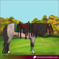 Horse Color:Bay Roan 