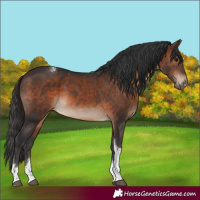 Horse Color:Brown Tobiano
