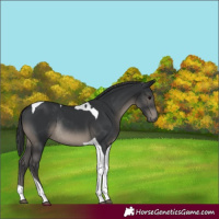 Horse Color:Black Tobiano Rabicano