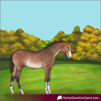 Horse Color:Bay Rabicano 