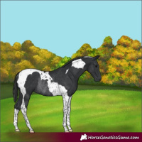 Horse Color:Black Tobiano Rabicano