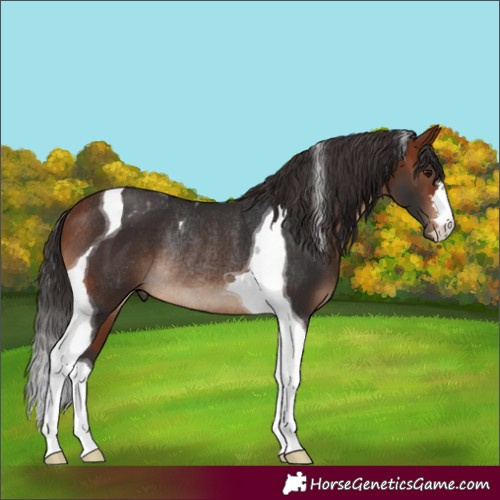 Horse Color:Bay Tobiano Rabicano
