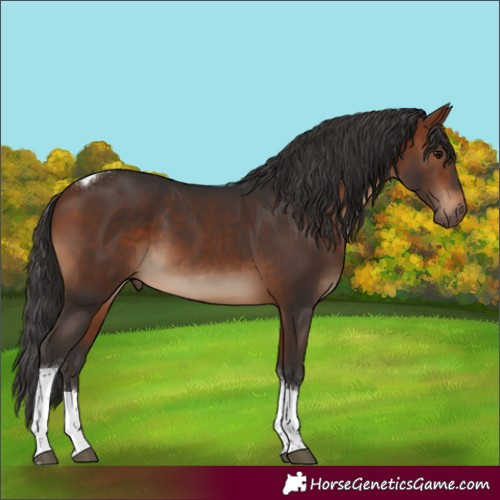 Horse Color:Unknown 