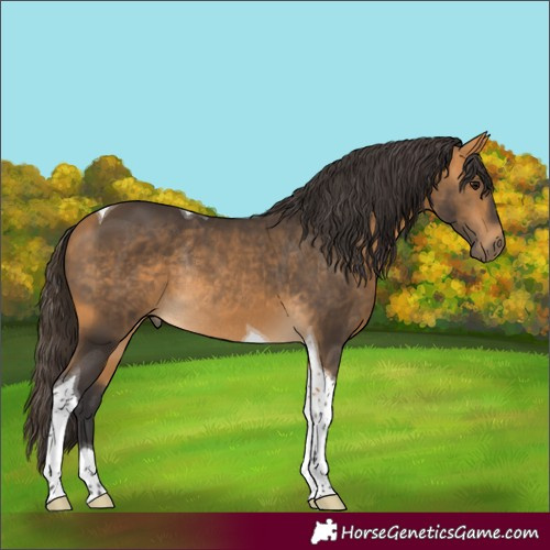 Horse Color:Unknown 