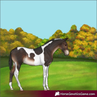 Horse Color:Brown Tobiano Rabicano