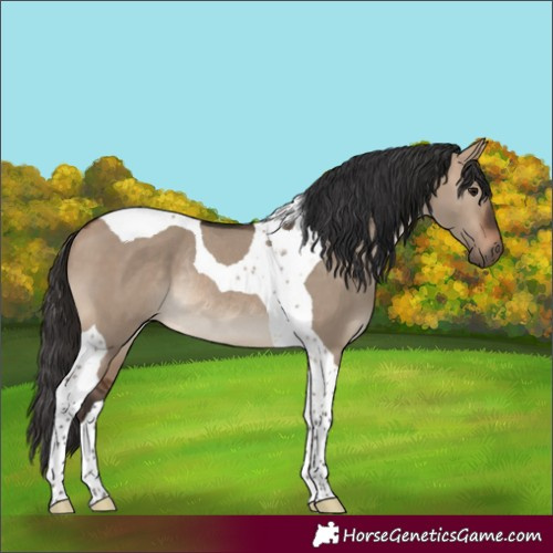 Horse Color:Bay Dun Tobiano Rabicano